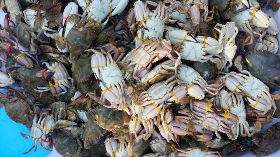 ����з  5Ԫ/ֻ